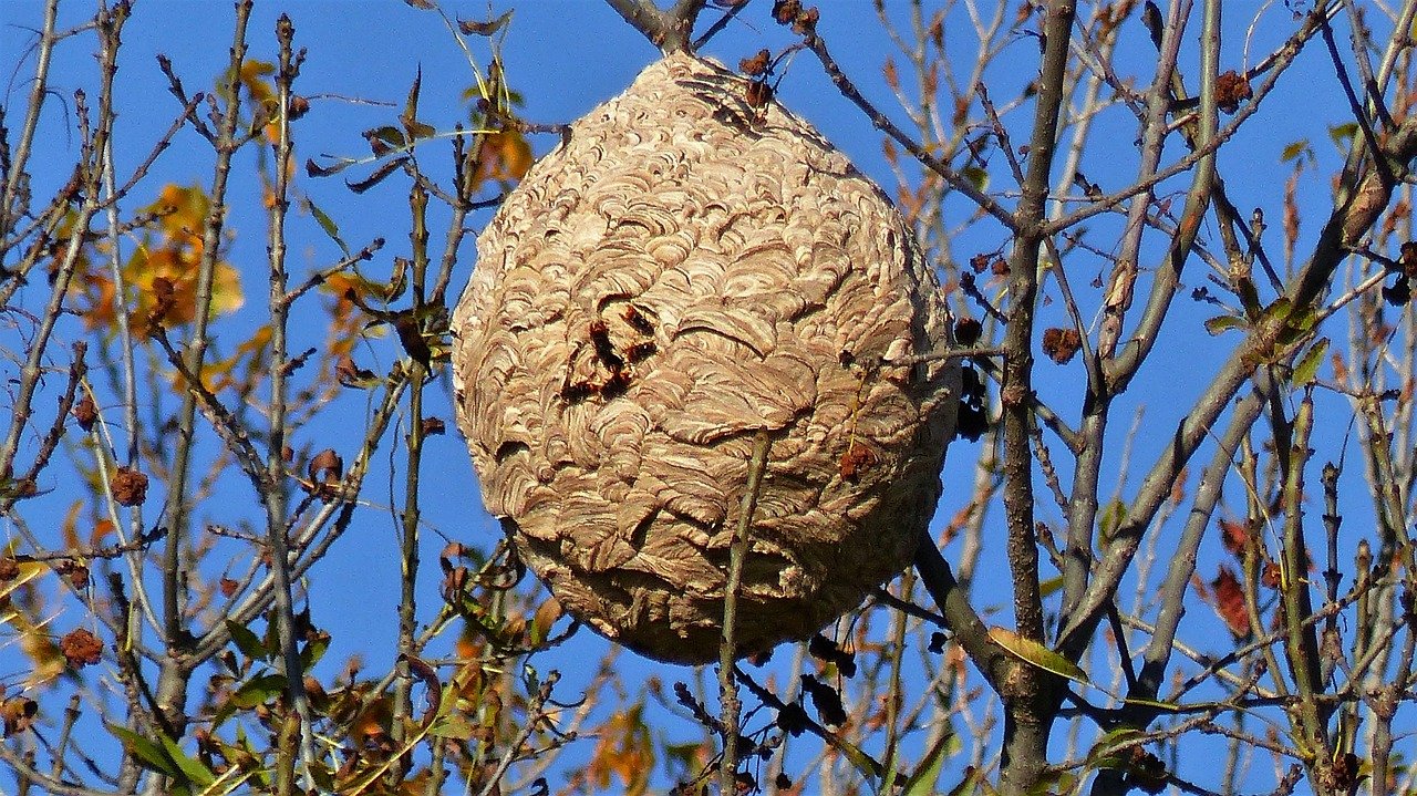 insects, nest, nature-2985850.jpg